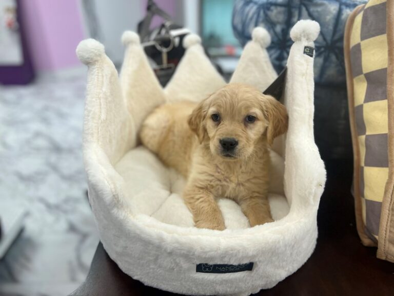 Misty - Golden Retriever