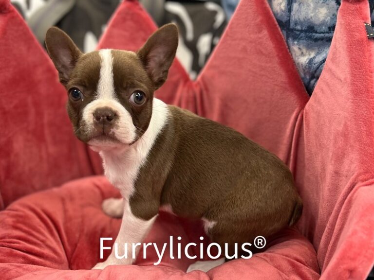 Nana - Boston Terrier