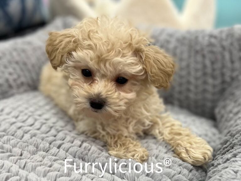 Bentley - Shipoo