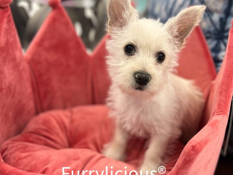 Mae - West Highland White Terrier