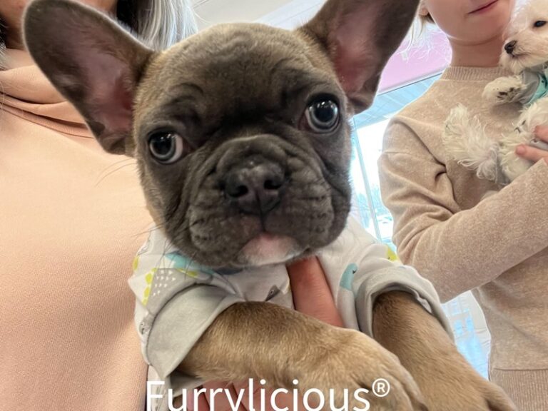 Drax - French Bulldog