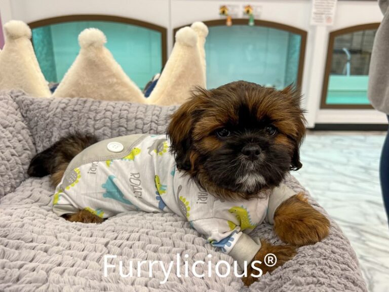Flash - Lhasa Apso