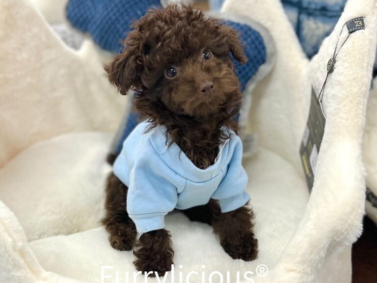 Scamp - Poodle Mini