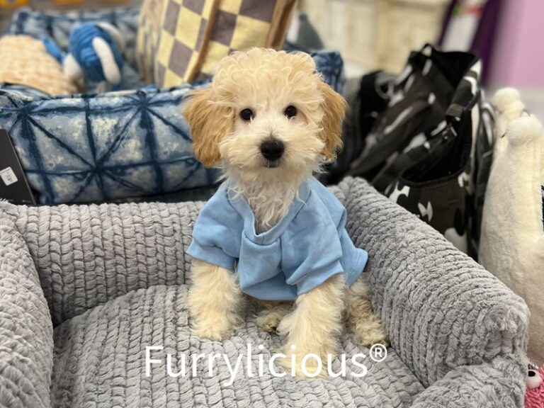 Colton - Bichapoo