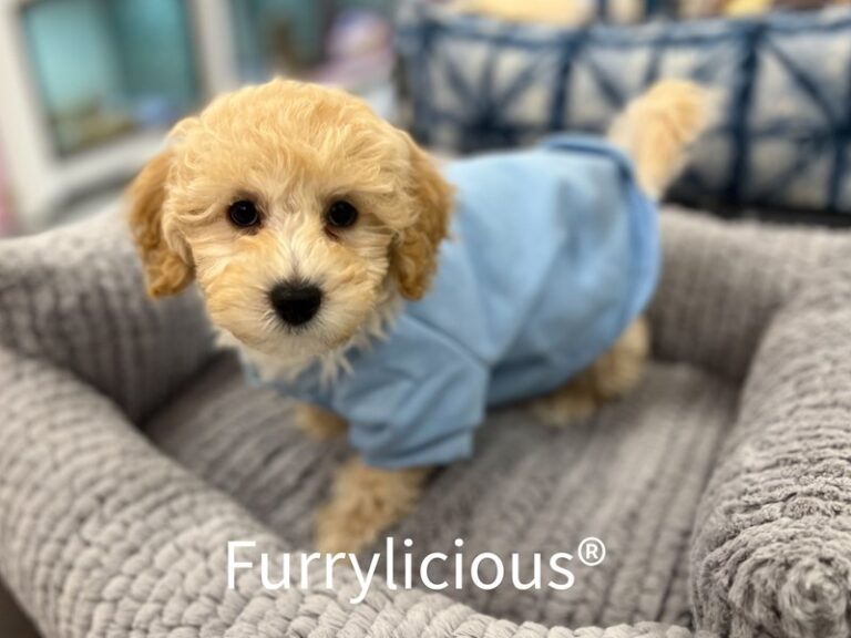 Ryder - Bichapoo