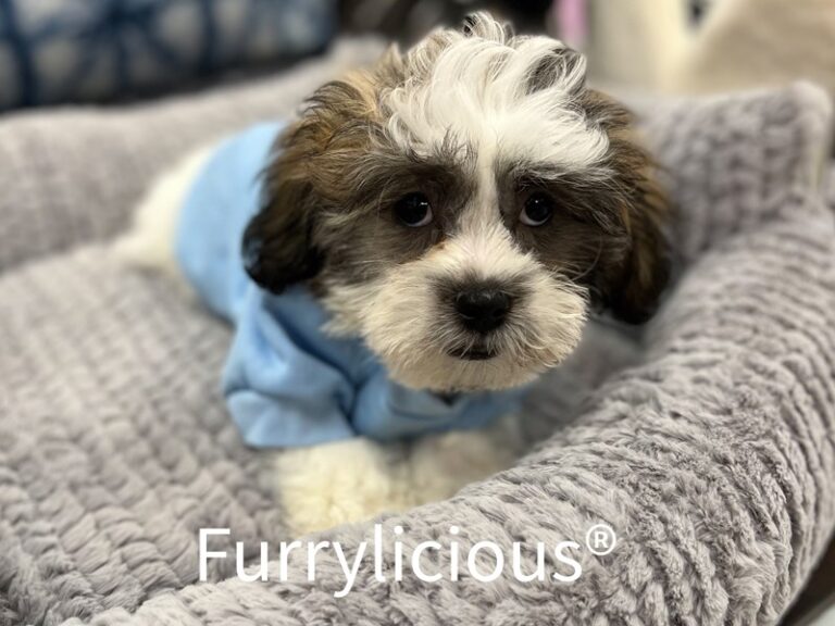 Lyle - Malti Tzu