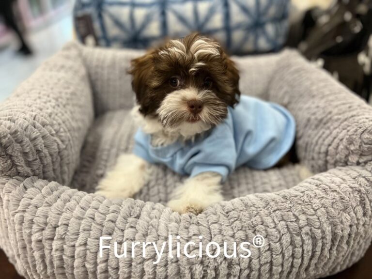 Beckett - Shih Poo