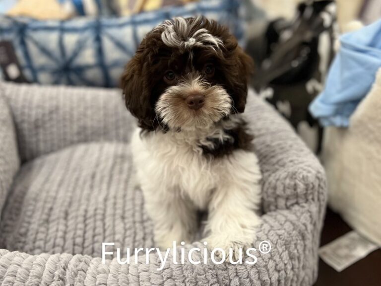 Blaze - Shih Poo