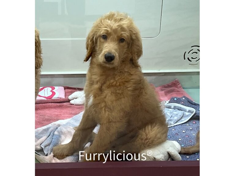 Kaiden - Goldendoodle 2nd Gen