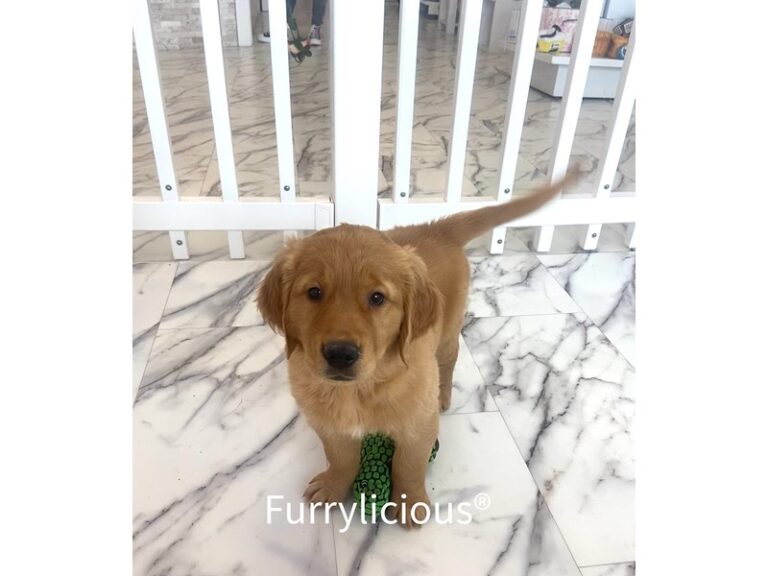 Rhett - Golden Retriever
