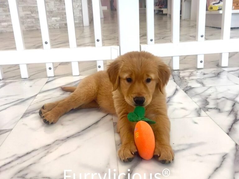 Scarlett - Golden Retriever
