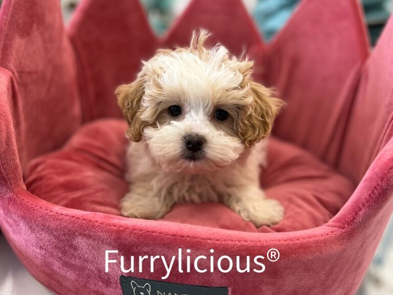 Eliza - Teddy Bear