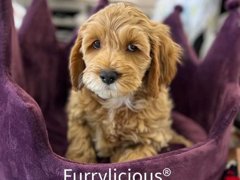 Harris - Cockapoo