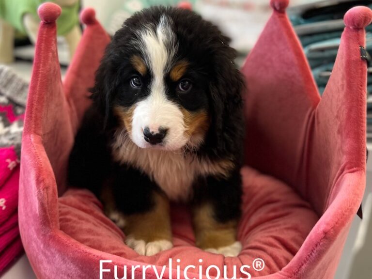 Dora - Bernese Mountain Dog