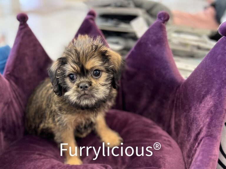 Zeke - Brussels Griffon