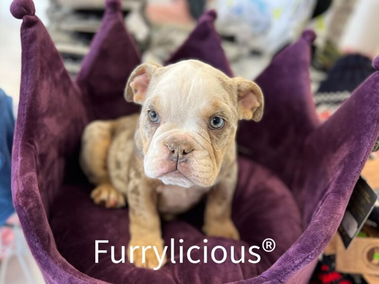 Roy - English Bulldog