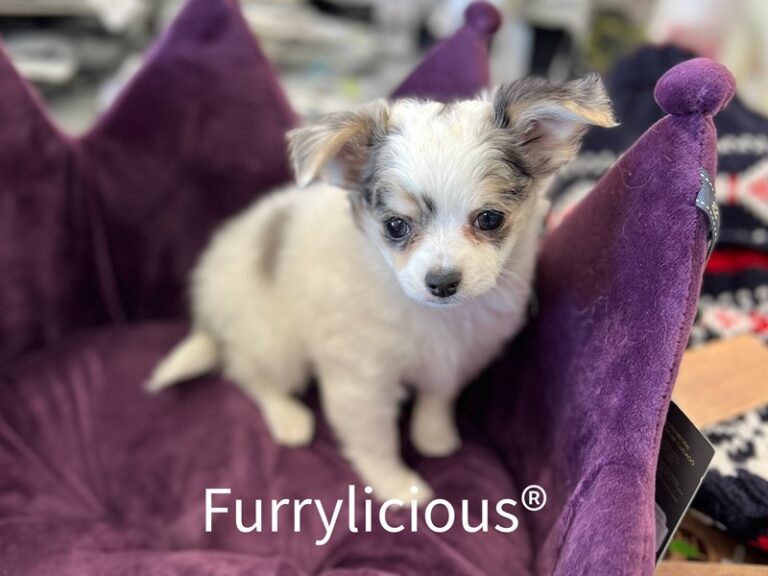 Rocket - Chihuahua