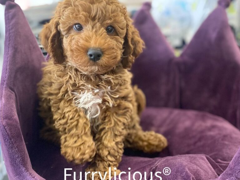 Mickey - Cavapoo