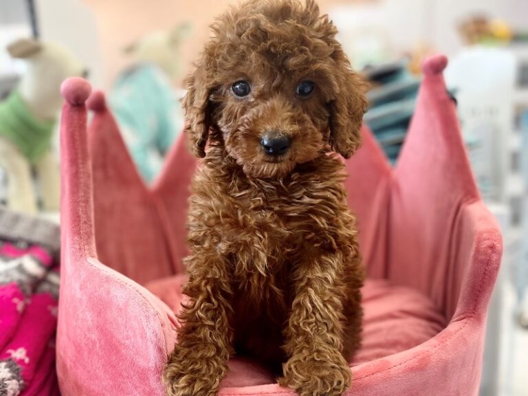 Irishdoodle Mini - Irishdoodle Mini