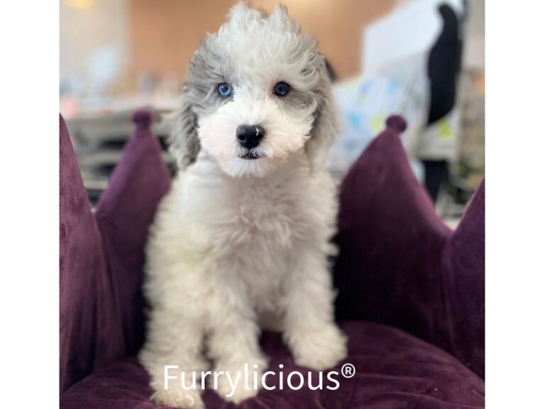 Delia - Poodle Mini