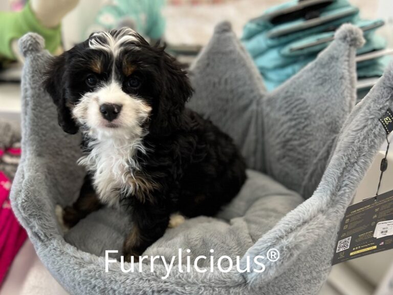 Max - Bernedoodle Mini 2nd Gen