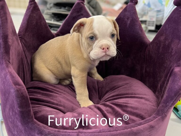 Melody - English Bulldog