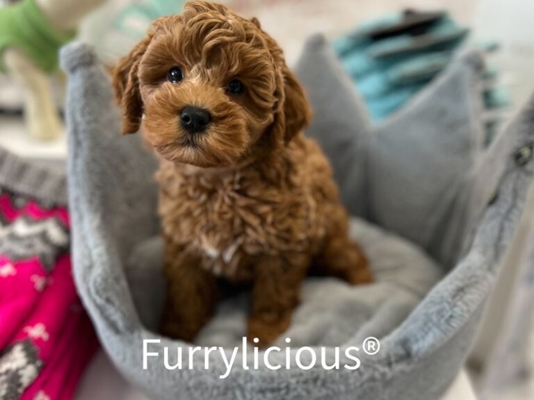 Cricket - Labradoodle Mini