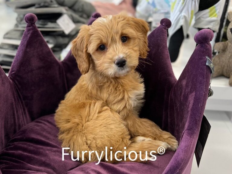 Mackenzie - Goldendoodle Mini