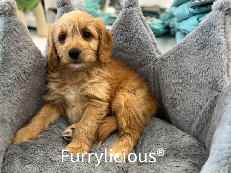 Dylan - Goldendoodle Mini