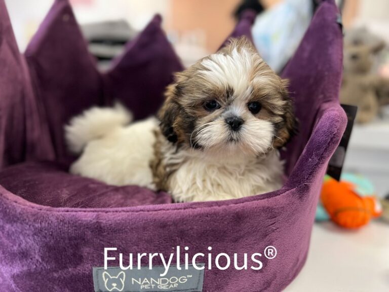 Rue - Shih Tzu