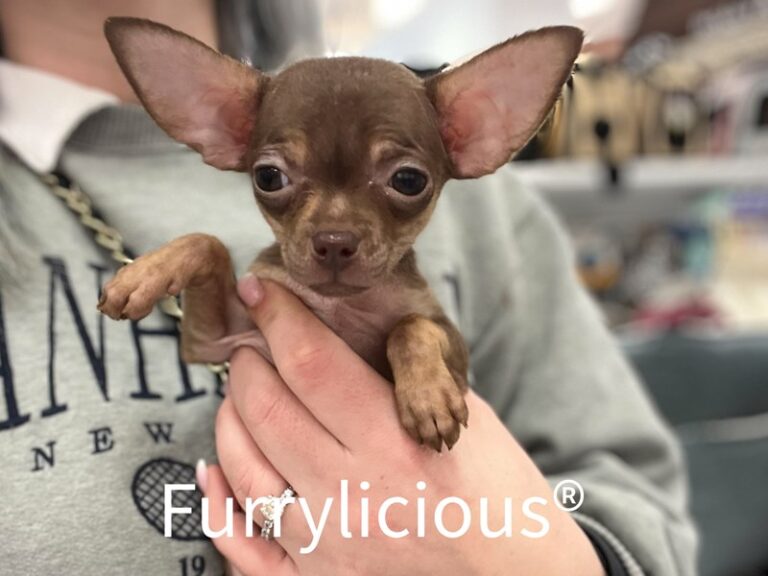 Tink - Chihuahua