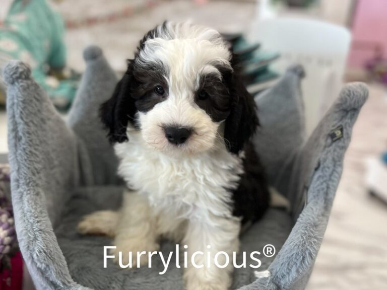 Chance - Sheepadoodle Mini