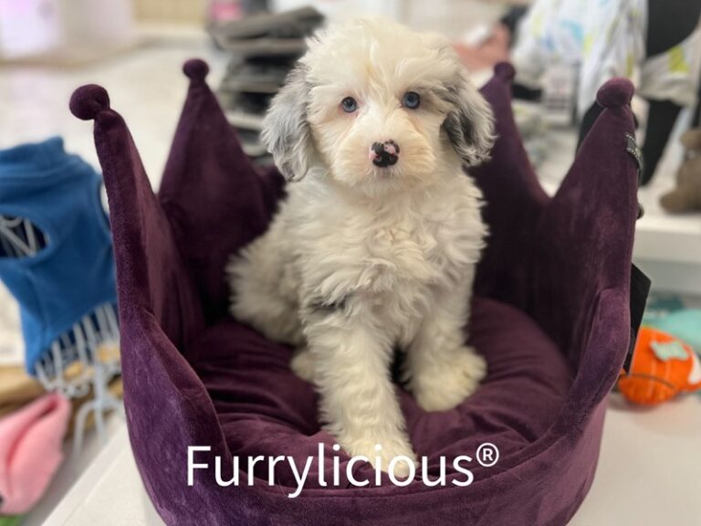 Sienna - Sheepadoodle Mini