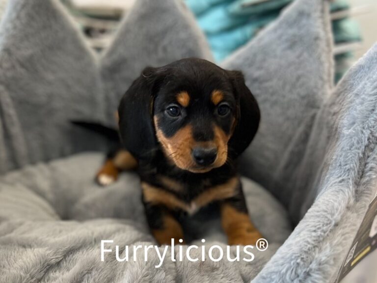 Manny - Dachshund