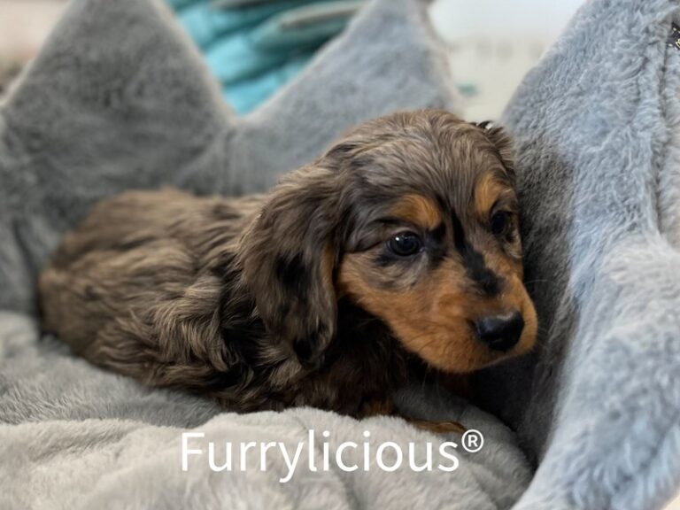 Diego - Dachshund