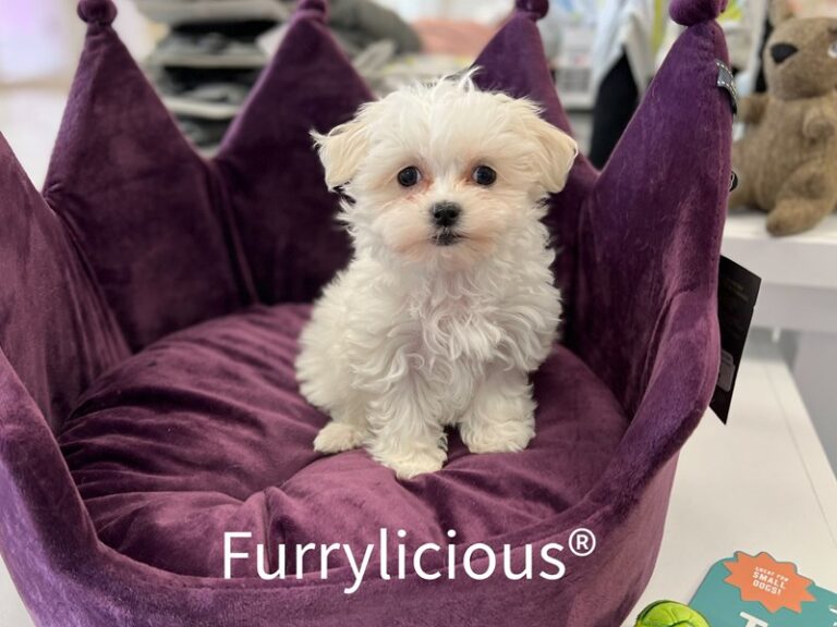 Eleanor - Maltese