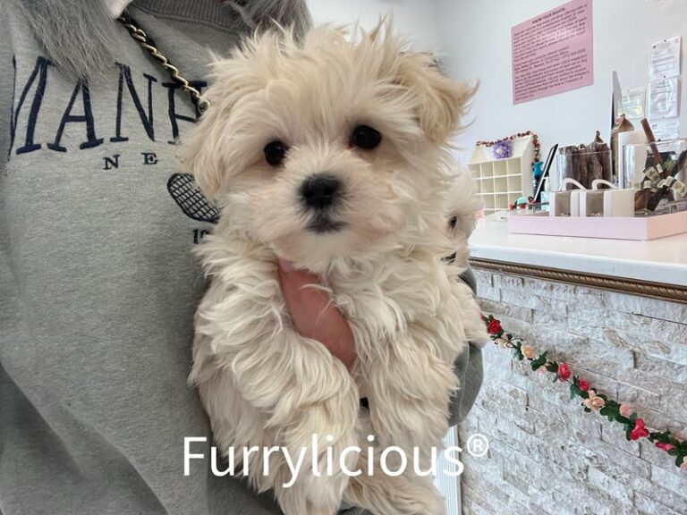 Georgie - Morkie