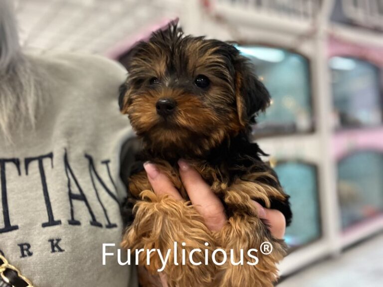 Amelia - Yorkshire Terrier