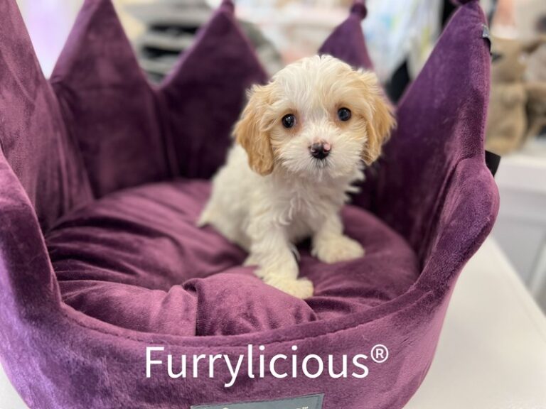 Penelope - Cavachon