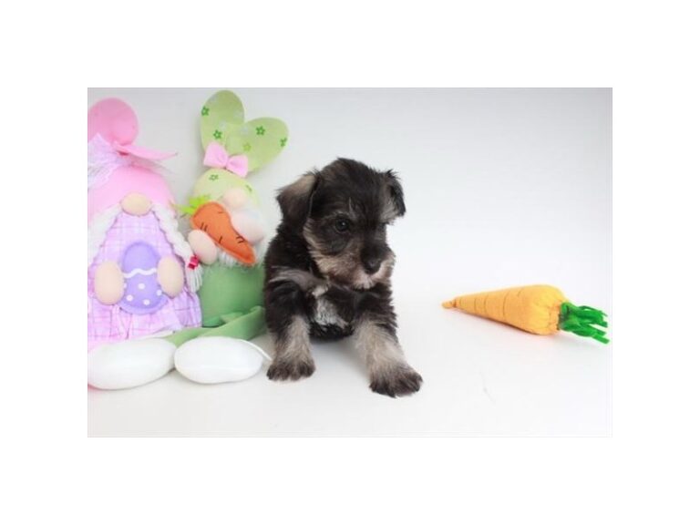 Sebastian - Mini Schnauzer