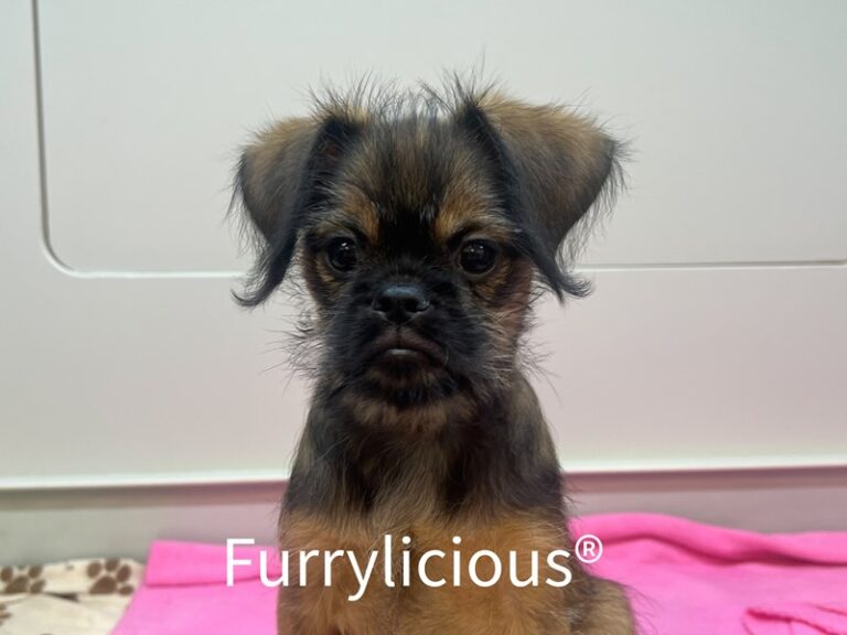 Banjo - Brussels Griffon