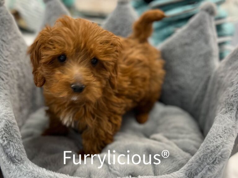 Petey - Cavapoo