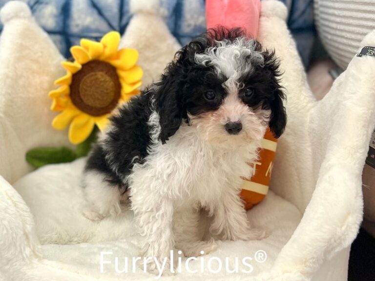 Chico - Poodle Mini