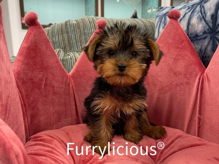 Olivia - Yorkshire Terrier