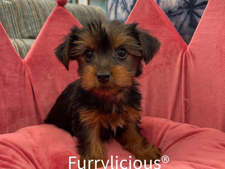 Portia - Yorkshire Terrier