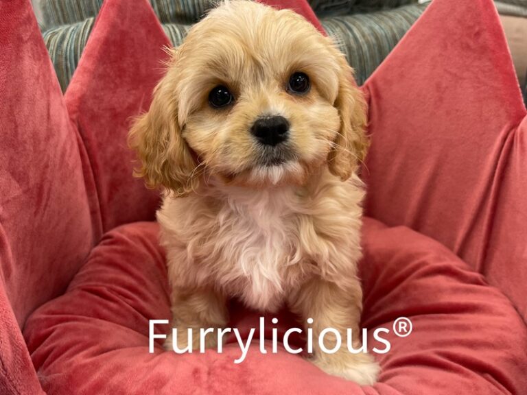Cali - Cavachon