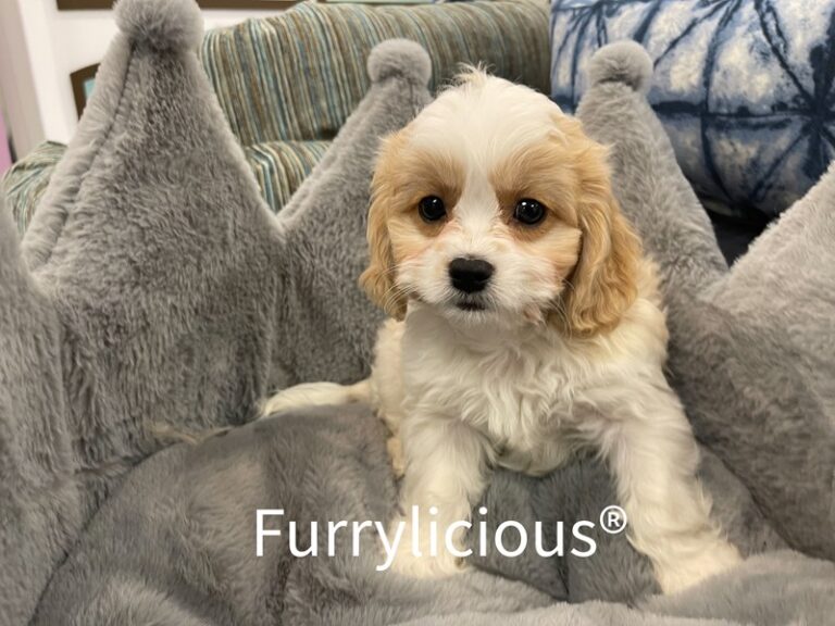 Turner - Cavachon