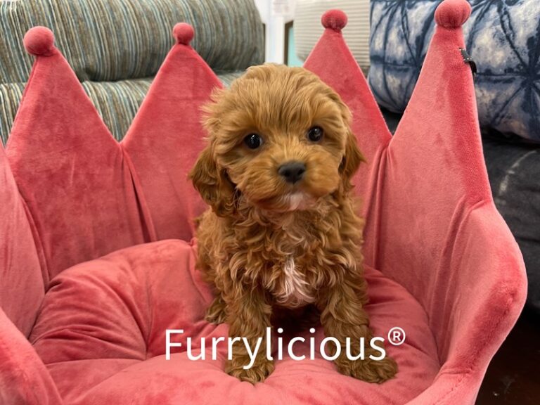 Polly - Cavapoo