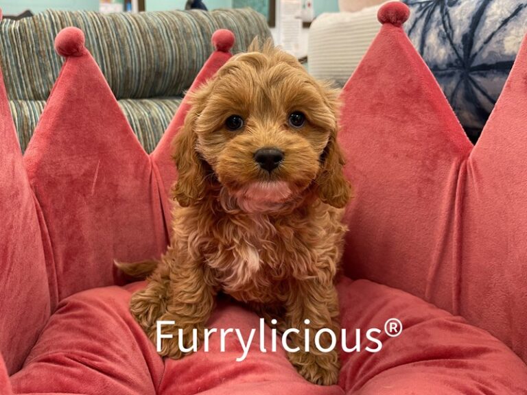 Louise - Cavapoo