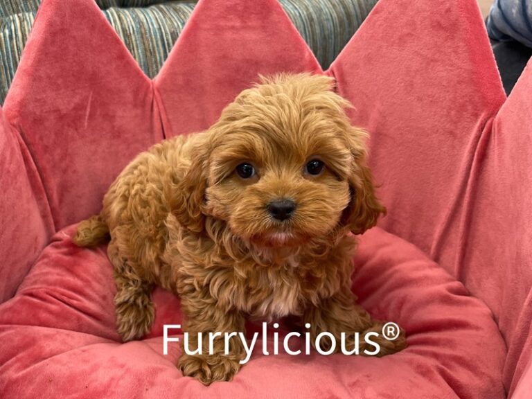 Maggie - Cavapoo